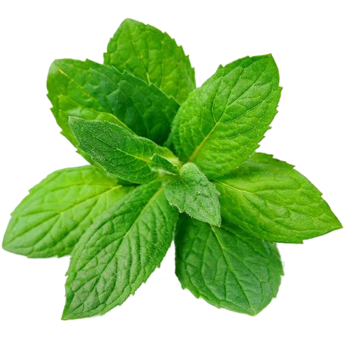 Spearmint